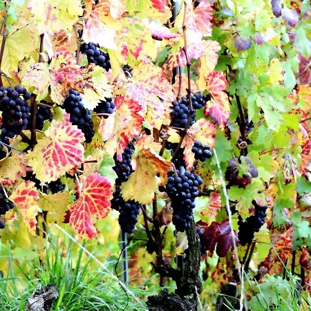 منزل للإقامة Champagne La Parcelle Connigis